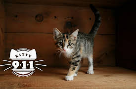 Kitty 911: Episode 3