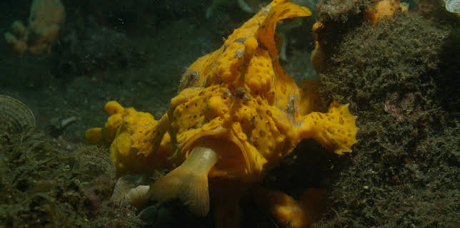 07:45: Big Pacific | ZDFinfo | 11/9 2025