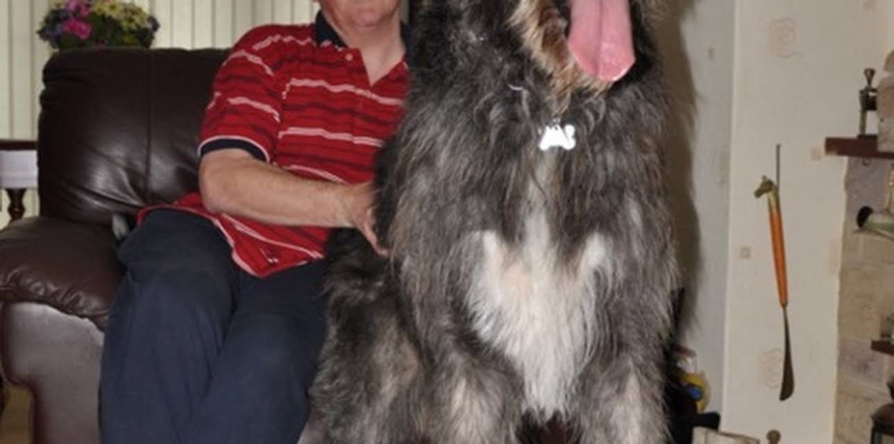 World's Biggest Pets (2012)