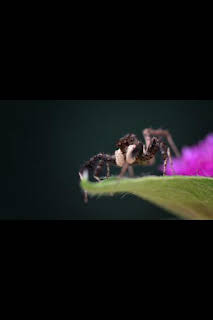 09:35: Astutos y letales: Engaño | Nat Geo Wild | 4/1 2026