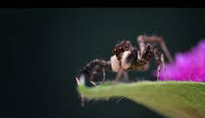 Astutos y letales: Engaño