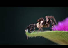 Astutos y letales: Engaño