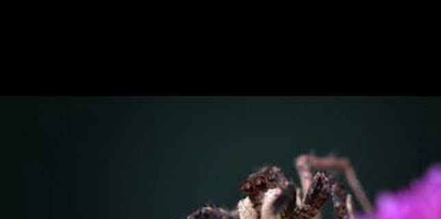 13:55: Astutos y letales: Engaño | Nat Geo Wild | 2/11 2026