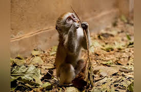 Malawi Wildlife Rescue: Big Buck Chase