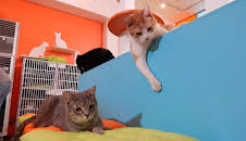 My Cat From Hell (S7 E10)