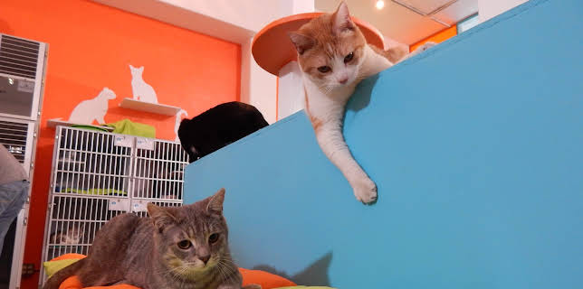 16:00: My Cat From Hell (S7 E10) (S7) | Animal Planet | 1/28 2026