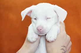 Amanda To The Rescue:  Blind Puppy Homecoming