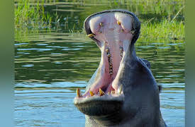 Africa's Wild Horizons: Africa's Great Oasis: The Okavango