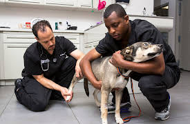 The Vet Life: Episode 1