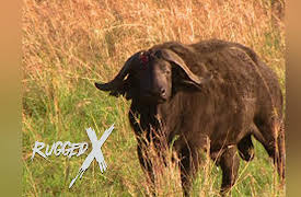 Rugged Expeditions with J Alain Smith: Cape Buffalo Highlight Show