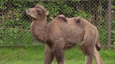 05:55: Giraffe, Erdmännchen & Co. (221) | HR Fernsehen | 4/24 2026