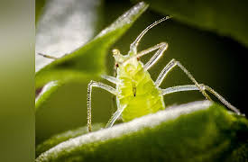 Macro Worlds: The Meadow of Horror