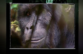 Lost Tapes Season 1: Bigfoot