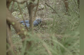 Dark Memories: Crimes From the Balearic Islands: The Case of Dagmar Sprenger