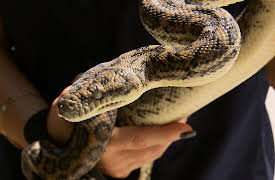 The Snake Catcher: Blue Tongues And Hairy Legs