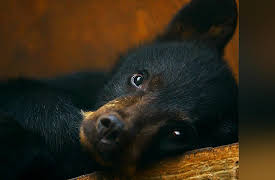 Wild Bear Rescue: Catch and Release