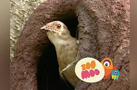 Growing Up: Ovenbird Fortress