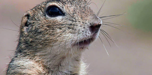 17:53: Ziesel - Die Hörnchen von der Steppenwiese | Arte | 12/4 2025