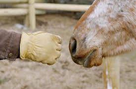 Breaking Wild: Season 1: Nerves of Steel