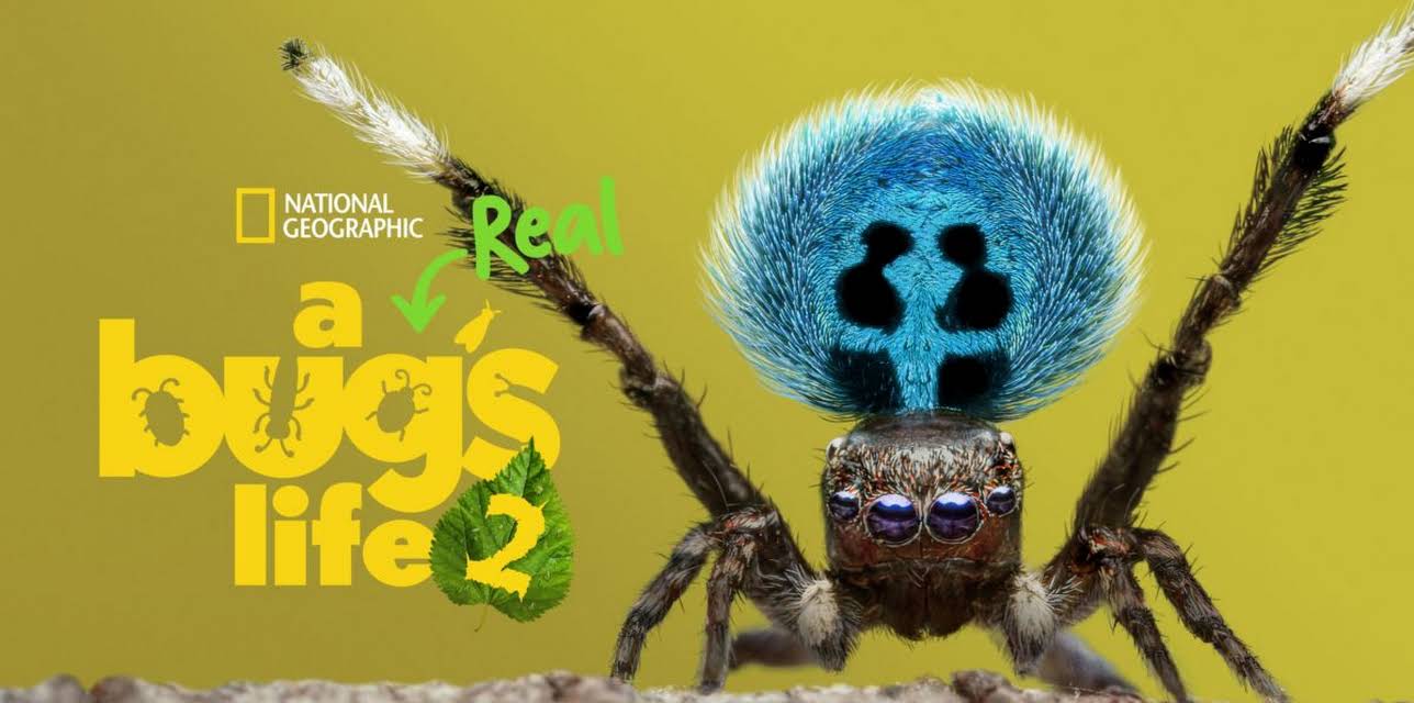 A Real Bug's Life