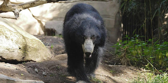 10:35: Elefant, Tiger & Co. (253) | MDR Fernsehen | 11/7 2025