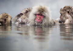 Mindful Escapes: Breathe, Release, Restore