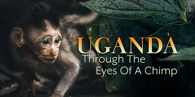 Uganda Through the Eyes of a Chimp (2026)