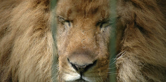 11:00: Seehund, Puma & Co | BR Fernsehen | 1/26 2026