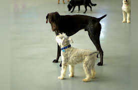 The Dog Hotel: Dogs that Care