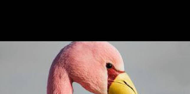 14:40: Wild Argentina: Tierra de supervivientes | Nat Geo Wild | 2/13 2026