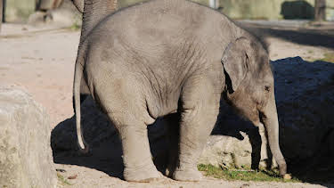 01:35: Neues aus dem Münchner Tierpark Hellabrunn (8) | RBB Fernsehen | 6/22 2026