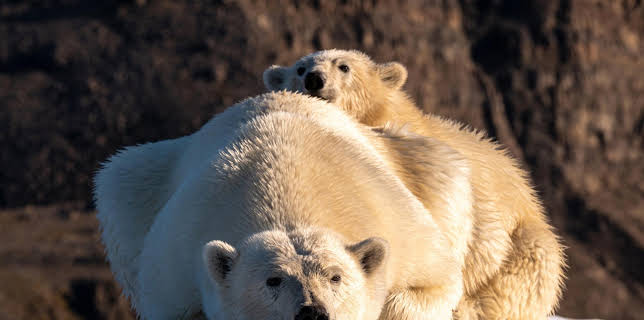 20:15: Wildes Grönland | RBB Fernsehen | 3/8 2026