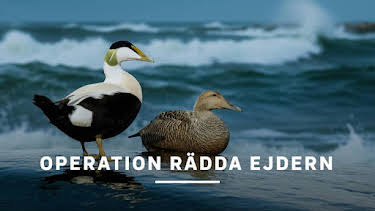 19:05: Operation rädda ejdern | SVT2 | 6/21 2026