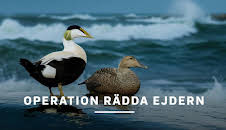 Operation rädda ejdern
