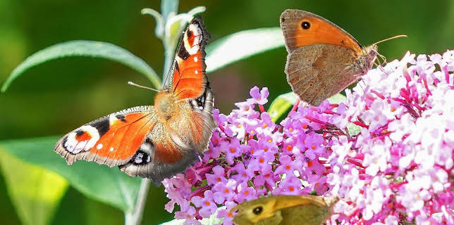 15:30: Schnittgut. Alles aus dem Garten | BR Fernsehen | 3/13 2026