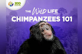 The Wild Life: Chimp Champs