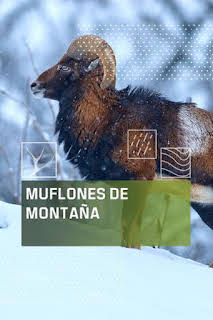 03:20: Muflones de montaña | Caza y Pesca | 7/13 2026