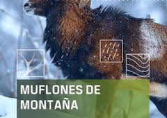 Muflones de montaña