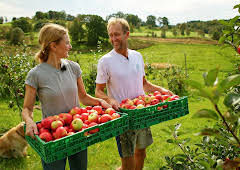 Draumen om eit småbruk: Endeleg eple