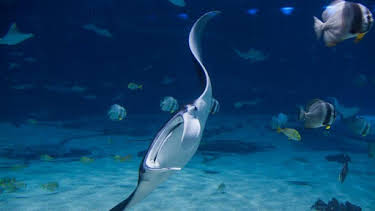 8:00 AM: The Aquarium (S1) | Discovery Channel | 8/17 2026