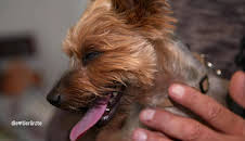 Die Tierärzte - Retter mit Herz (29)