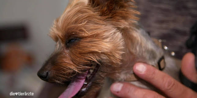 10:25: Die Tierärzte - Retter mit Herz (29) | WDR Fernsehen | 2/18 2026