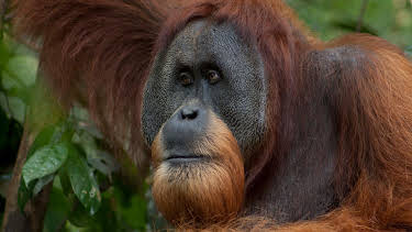 09:25: Welt der Tiere | BR Fernsehen | 4/18 2026