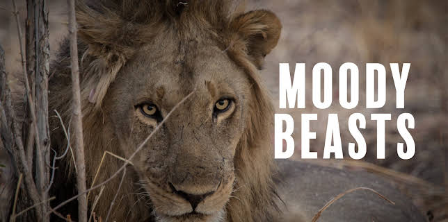 Moody Beasts