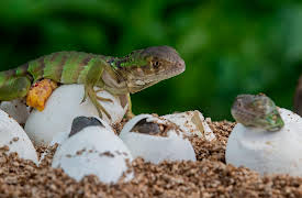 I Contain Multitudes: Microbe Minute, Season 1: Iguana