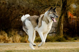 Breed All About It: Akita