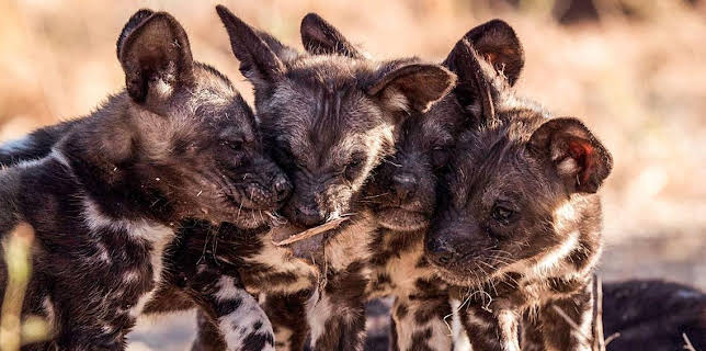 3:30 PM: Serengeti (S1) | BBC Two | 3/19 2026