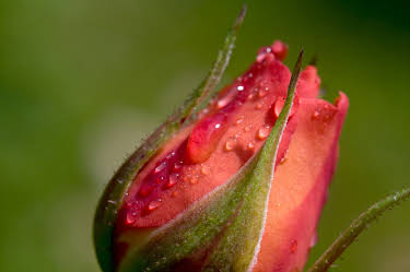 14:00: Rose - Königin der Blumen | 3SAT | 6/2 2026