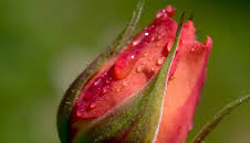 Rose - Königin der Blumen