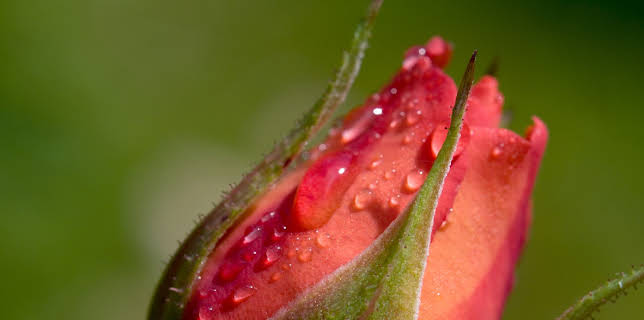 10:25: Rose - Königin der Blumen | 3SAT | 2/25 2026